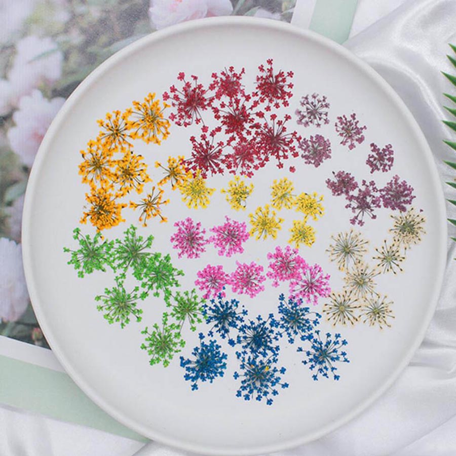 60ชิ้นกดแห้ง15-20มมดอกไม้ Mami - Body Jewelry Display Case บทวิจารณ์และราคา
