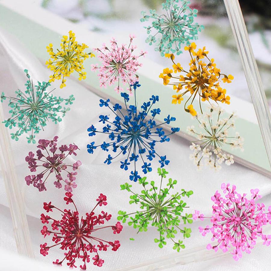 60ชิ้นกดแห้ง15-20มมดอกไม้ Mami - Body Jewelry Display Case บทวิจารณ์และราคา