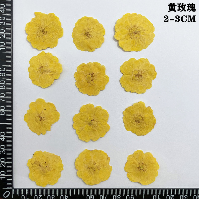 60 ชิ้น Pressed แห้งสีแดงสีเหล - Body Jewelry Display Case บทวิจารณ์และราคา