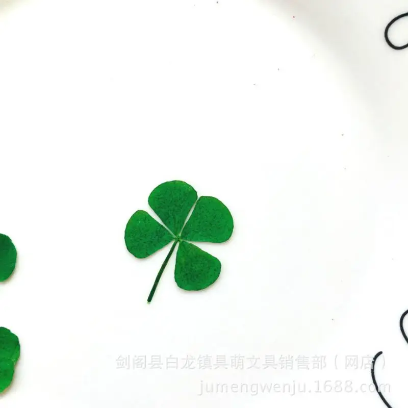 12 ชิ้น Lucky แห้ง Leaf Clover - Body Jewelry Display Case บทวิจารณ์และราคา