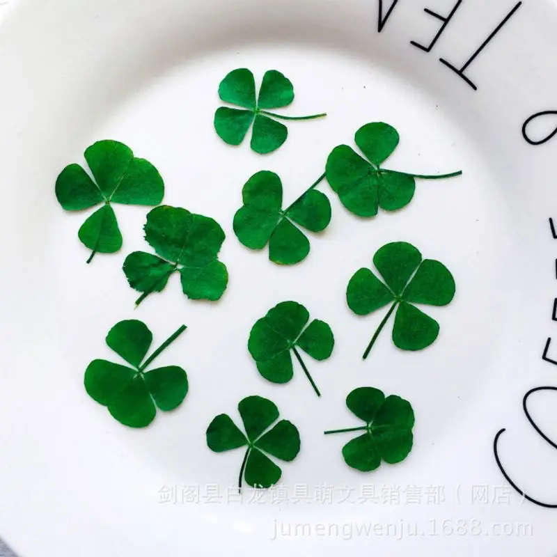 12 ชิ้น Lucky แห้ง Leaf Clover - Body Jewelry Display Case บทวิจารณ์และราคา